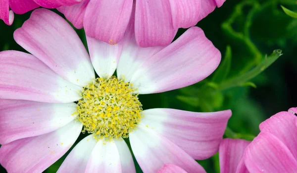 Violet Flowers Het Voorjaar Toscane Italië — Stockfoto