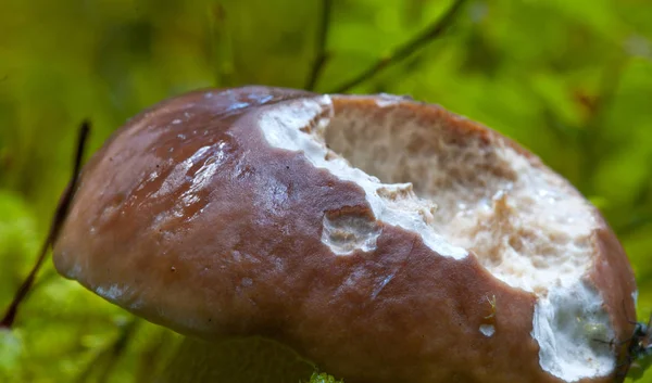 Boletus Paddestoel Dolomieten Bos Italië — Stockfoto