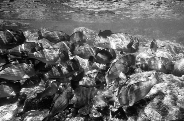 Víz Alatti Táj Great Barrier Reef Queensland Ausztrália — Stock Fotó