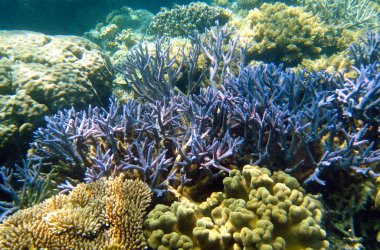 Underwater Scene of Great Barrier Reef in Queensland, Australia clipart