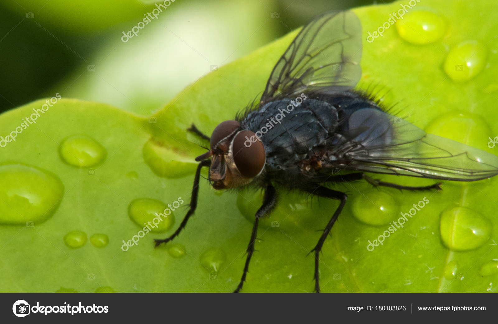 Schwarze Fliege Auf Nassem Grünen Blatt Cannes Frankreich Stockfoto