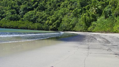 bitki örtüsünün daintree milli park, Avustralya