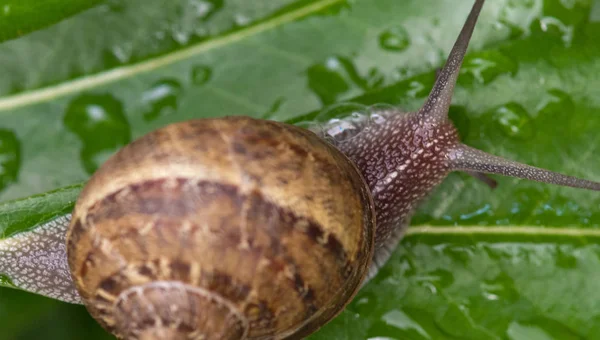 Snail Κινείται Κήπο Τοσκάνη Ιταλία — Φωτογραφία Αρχείου