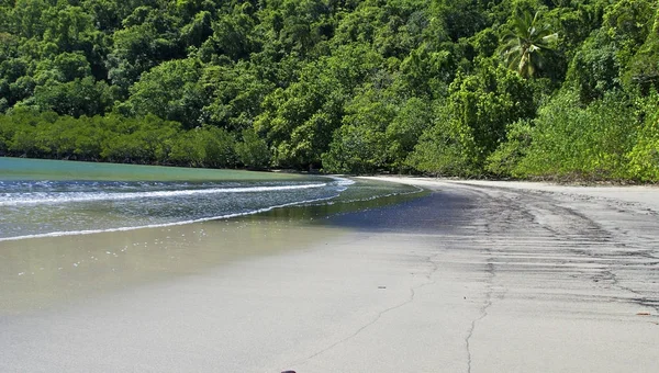 Vegetação Parque Nacional Daintree Austrália — Fotografia de Stock