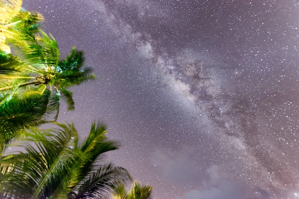 Cielo Nocturno Con Estrellas Palmeras Viento — Foto de Stock