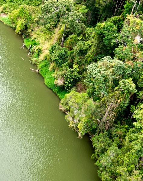 Kuranda Köyü Yakınlarındaki Rai Ormanı Queensland Avustralya — Stok fotoğraf