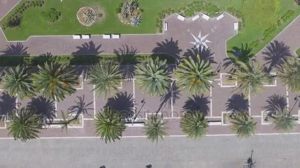 市の遊歩道には緑のヤシの木 ビデオの空中俯瞰 — ストック動画