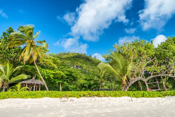 Tropikal Plaj Ağaçlar Güzel Mavi Gökyüzü Karşı Tatil Kavramı — Stok fotoğraf