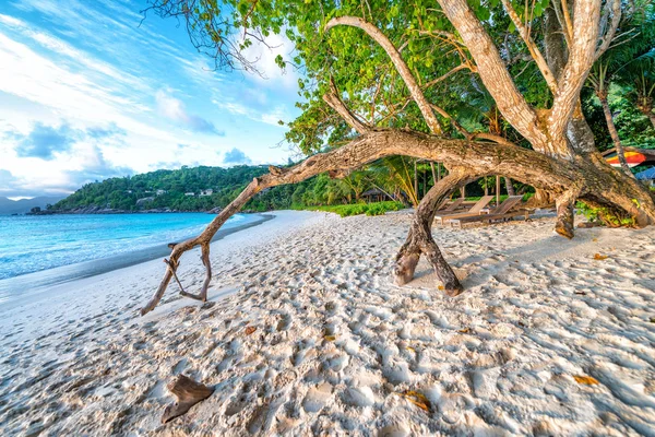 Kmen Stromu Při Západu Slunce Krásné Tropické Pláži — Stock fotografie