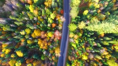 sonbaharda renkli ormanın panoramik havadan görünümü