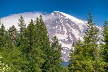 Yaz aylarında Rainier Dağı Majesty.