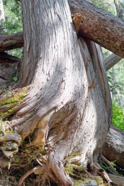 Ormanda ağaç gövdesi