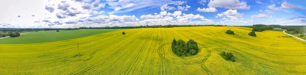 Vue aérienne panoramique de beaux champs jaunes d'été avec tre — Photo