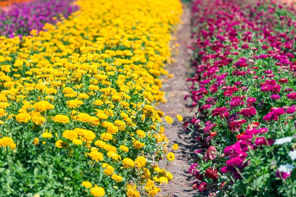 Hermosa Variedad Flores Multicolor —  Fotos de Stock