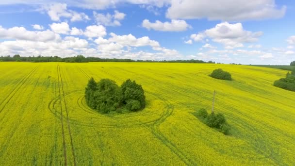 Overhead Panorama Flygfoto Över Ängen Sommarsäsongen Video — Stockvideo