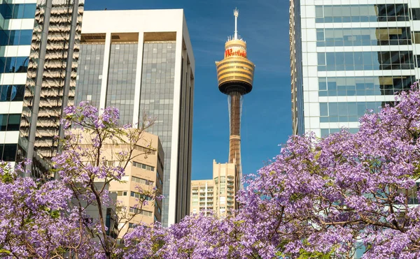 Sydney Oktober 2015 Sydney Tower Een Mooie Dag Stad Trekt — Stockfoto