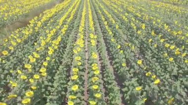 Güzel ayçiçeği alan ek yükü havadan görünümü