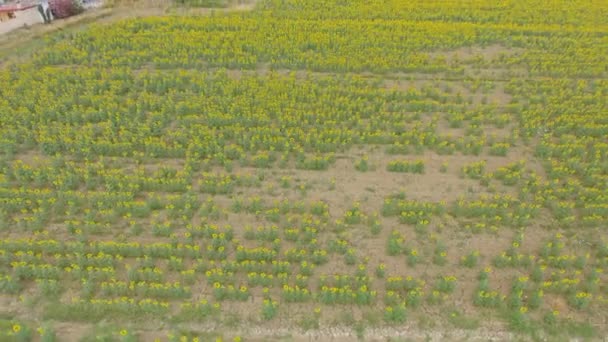 Overhead Luchtfoto Van Prachtige Zonnebloemen Veld — Stockvideo