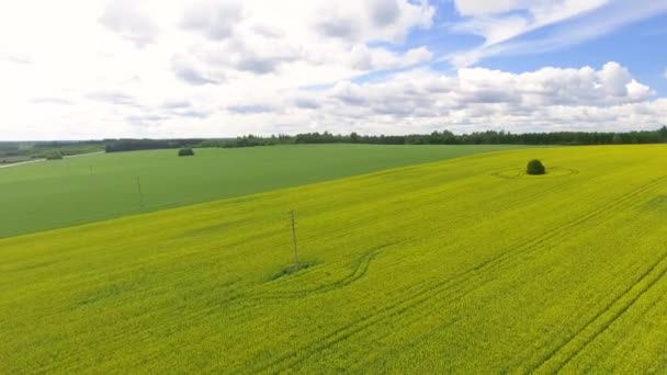 Overhead Aerial Panoramic View Meadow Summer Season Video — Stock Video