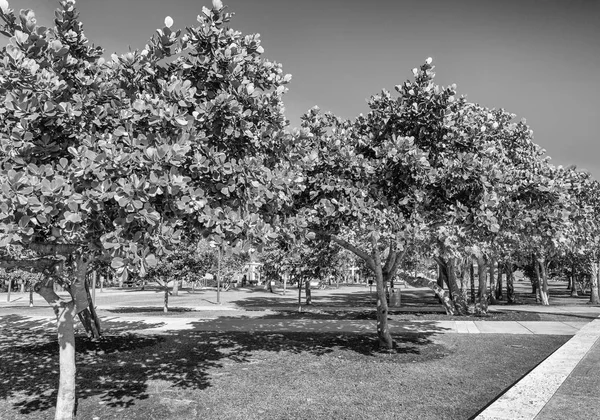 Городской Парк Деревьями Против Голубого Неба — стоковое фото