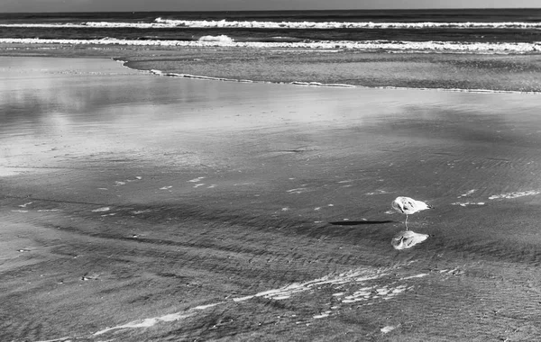 해변에서 절연된 갈매기 — 스톡 사진
