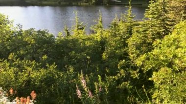 Snow Lake Lewis County, Washington, ABD'deki, Rainier Dağı Milli Parkı