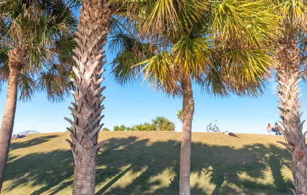 Park Gyönyörű Palms — Stock Fotó