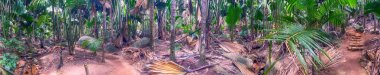Vallee de Mai doğal rezerv, Praslin panoramik palmiye fo