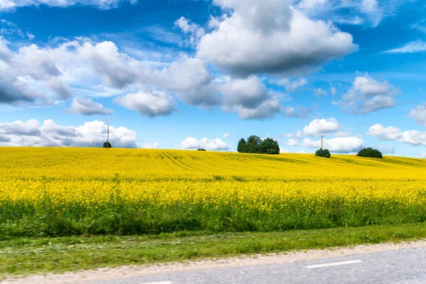 黄色草甸从路对蓝天在一个壮观的夏天天 — 图库照片