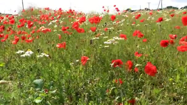 Schöne Rote Wiesen Die Auf Der Wiese Wachsen — Stockvideo