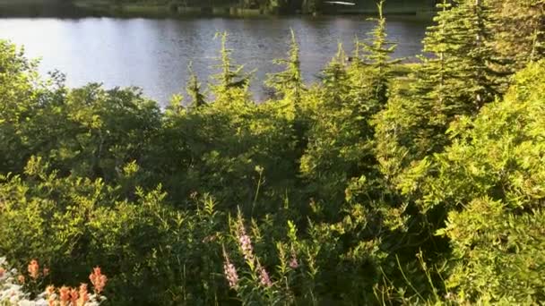 Snow Lake Condado Lewis Washington Parque Nacional Mount Rainier — Vídeo de stock