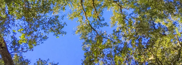 Panoramic View Tree Leaves — Stock Photo, Image