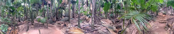 Rezerwat Przyrody Vallée Mai Praslin Panoramiczny Widok Lasu Palmowego Seszele — Zdjęcie stockowe