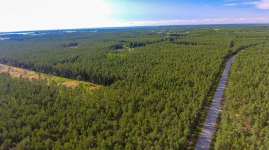 Yol boyunca orman havadan görünümü.