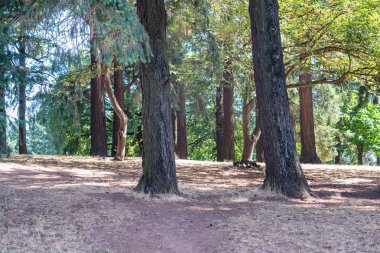 Yaz sezonu ormanda güzel dağ.