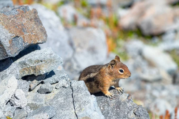 Beautiful Squirrel Watching Surroundings Mountain Scenario — Stock Photo, Image