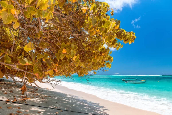 素晴らしいビーチとセーシェルの植生 秋の色 — ストック写真