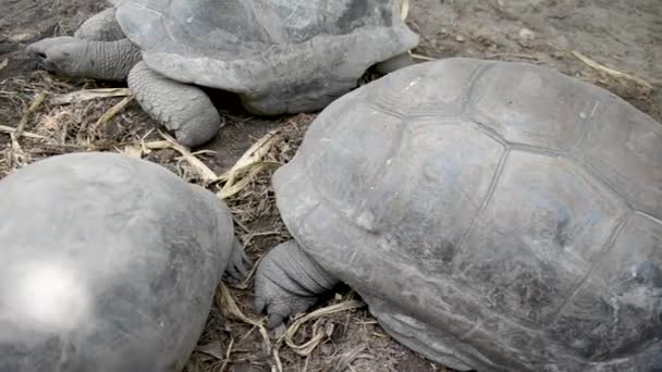 Groep Van Schildpadden Ontspannen Natuurlijke Habitat — Stockvideo