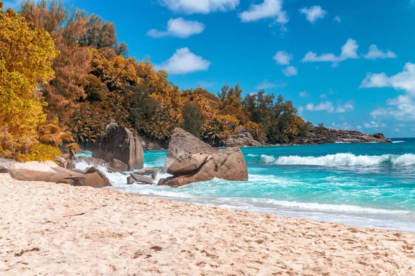 Amazing Beach Vegetation Seychelles Autumn Colors — Stock Photo, Image