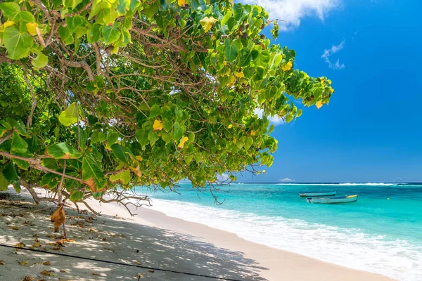 Vackra Stranden Seychellerna — Stockfoto