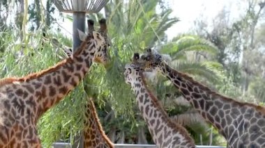 doğal yaşam, video otlatma zürafalar 