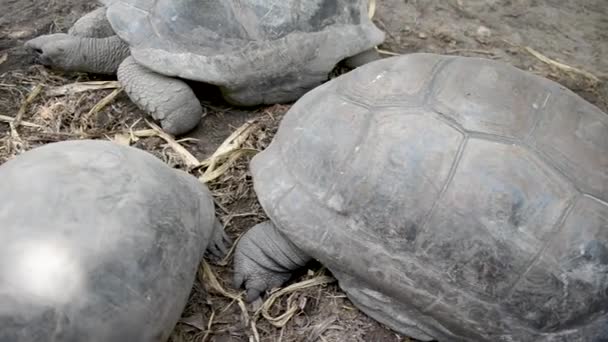 Group Turtles Relaxing Natural Habitat — Stock Video