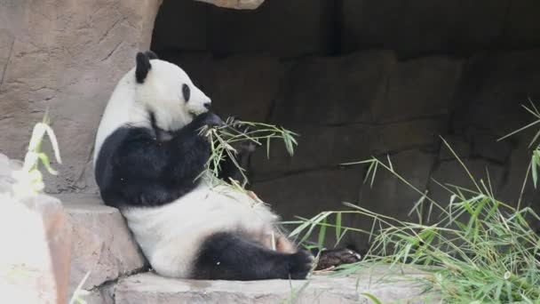 Lindo Oso Panda Gigante Zoológico — Vídeos de Stock