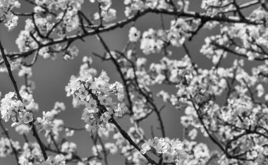 Toskana güzel bahar gününde kiraz ağacı çiçekleri.