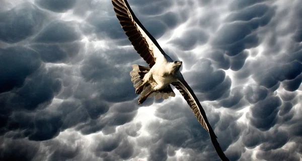 Aigle Dans Ciel Orageux Îles Whitsunday Australie — Photo