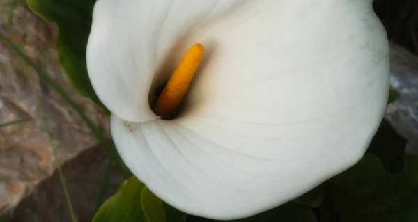 Calla Talyan Bahçesinde Bir Bitki — Stok fotoğraf