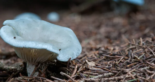 Gray Mushroom Dolomites Woods Italy — Stock Photo, Image