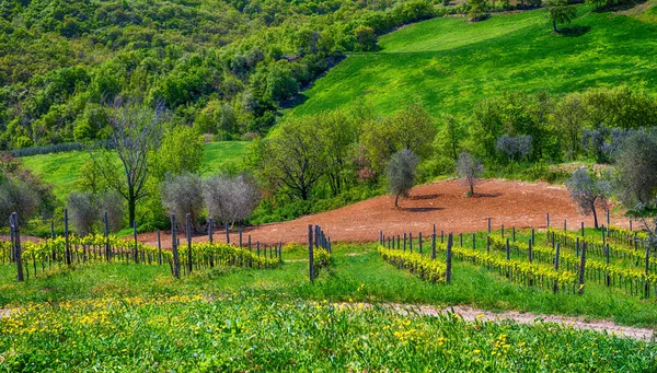 Weinbäume Der Toskana Italien — Stockfoto