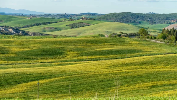 Groene Weiden Van Toscane — Stockfoto