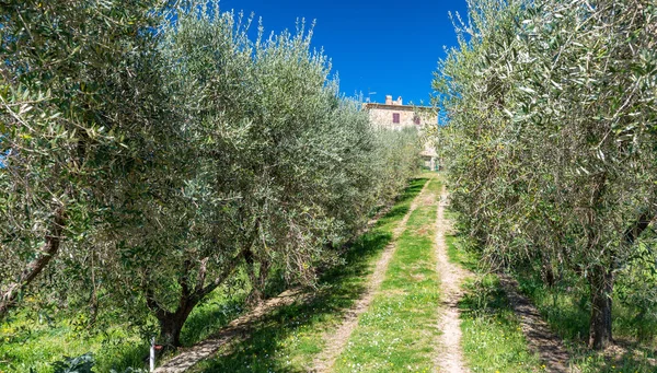 Azeitonas Toscana Época Primavera — Fotografia de Stock